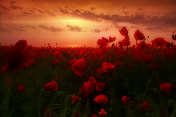 Amanecer en el campo de amapola