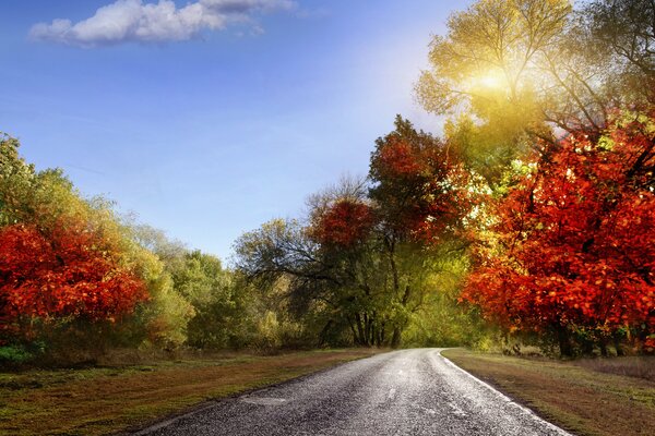 The sun breaks through the autumn trees