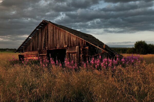 Holzhaus Wildblumen Gewitterwolken am Himmel