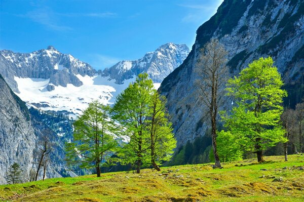 Sommets de montagnes blanches dans un cadre d arbres verts