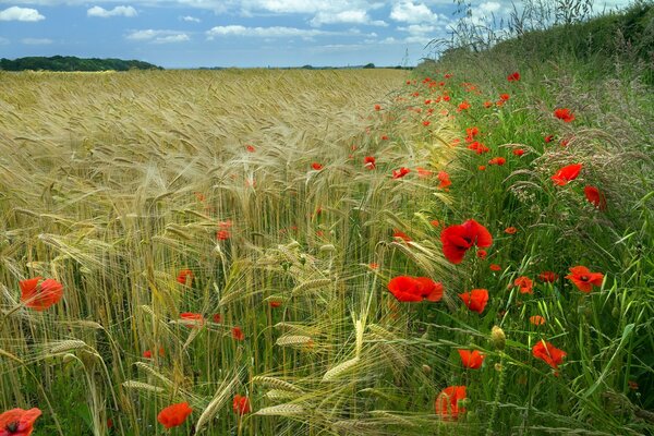 Campo de amapolas rojas