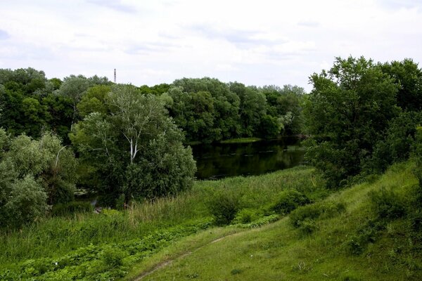 Forêt verte dense et lac profond