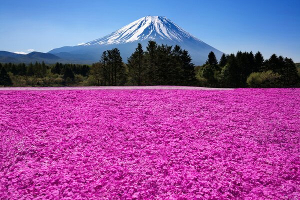 Pink flowers on the background of forests and mountains with a clear blue sky
