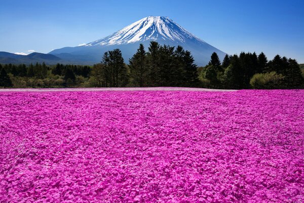 Flores Rosadas contra el bosque y la montaña con un cielo azul claro