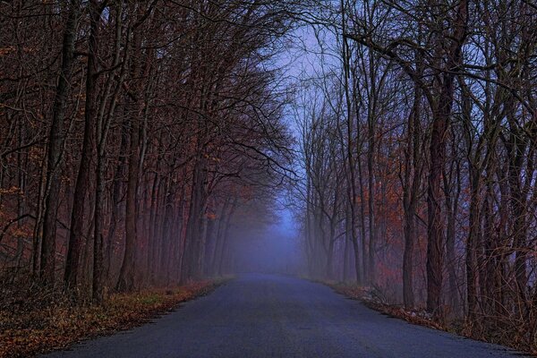 Bosque de otoño con camino brumoso