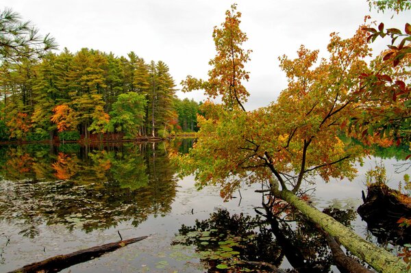 Trees water fallen leaves Autumn sadness