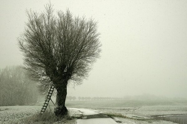 A tree with a ladder near it on a winter background