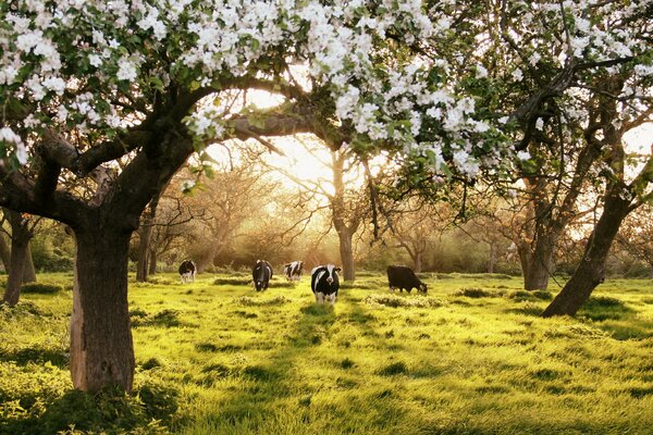 Blooming spring garden with cows