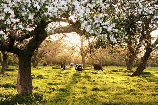 Floreciente Jardín de primavera con vacas