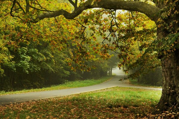 Romantische Landschaft des Herbstparks mit einem Pfad unter Bäumen