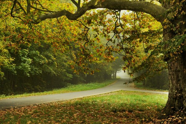 Paysage romantique du parc d automne avec une passerelle parmi les arbres