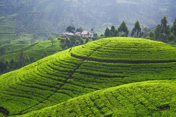 Plantación de té en la colina. Plantación verde