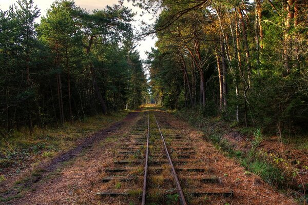 An abandoned railway in the forest