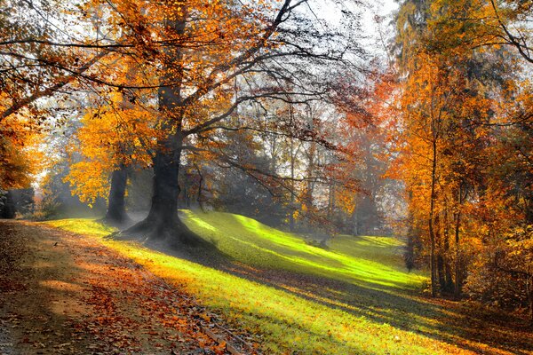 Jesienny park w promieniach słońca