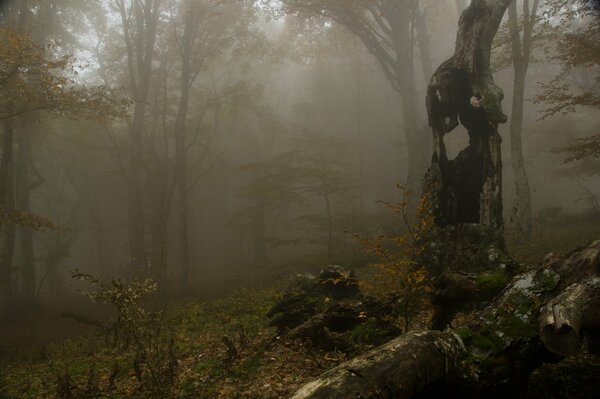 Forêt sombre enveloppée de brouillard