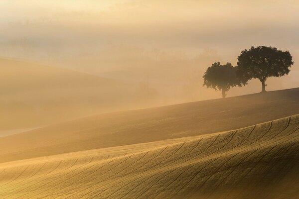 Deux arbres dans le désert, paysage