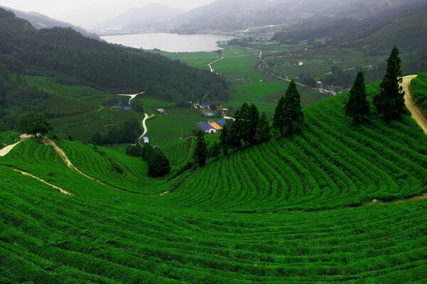 Tea plantation on the mountainside