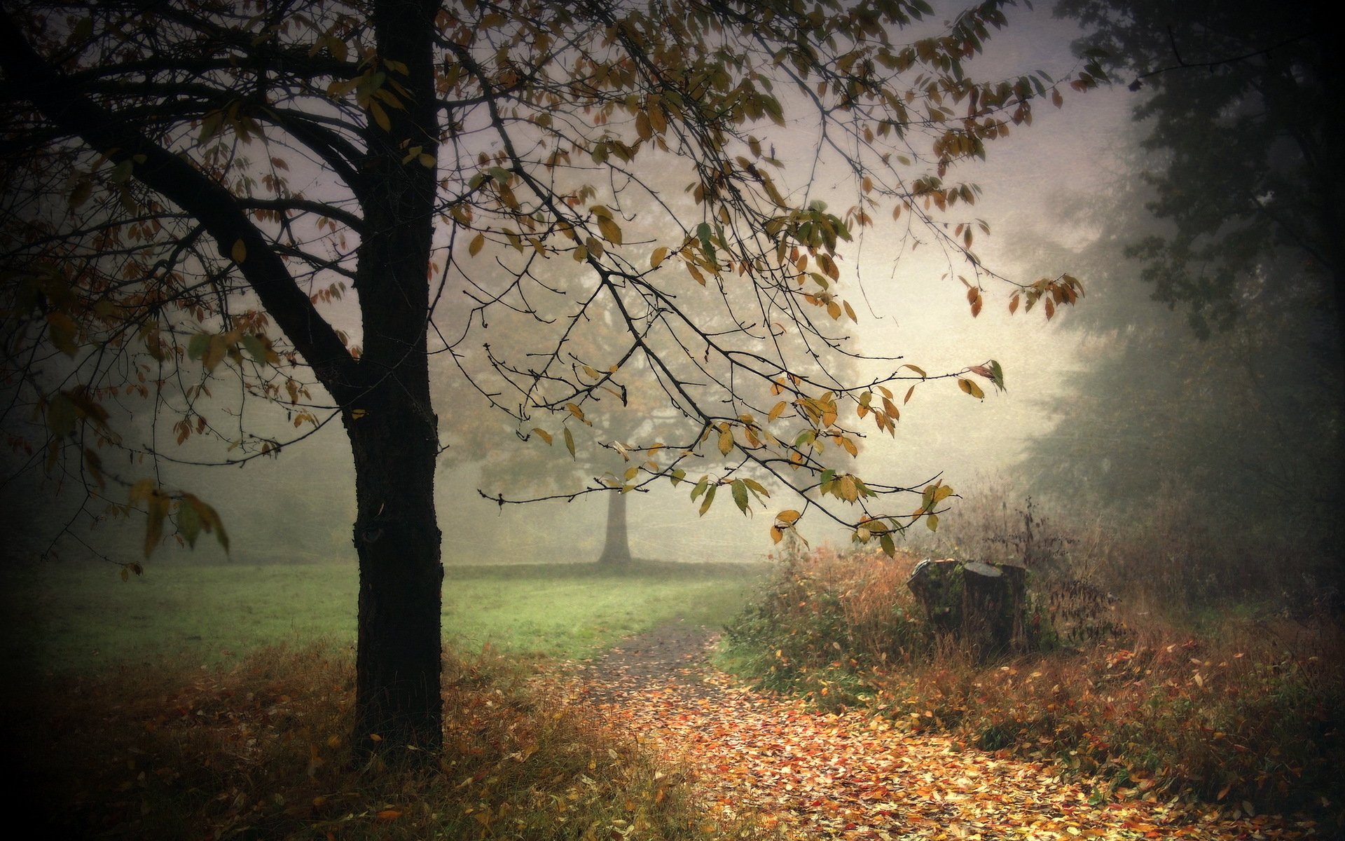 arbre parc brouillard fond nature paysage