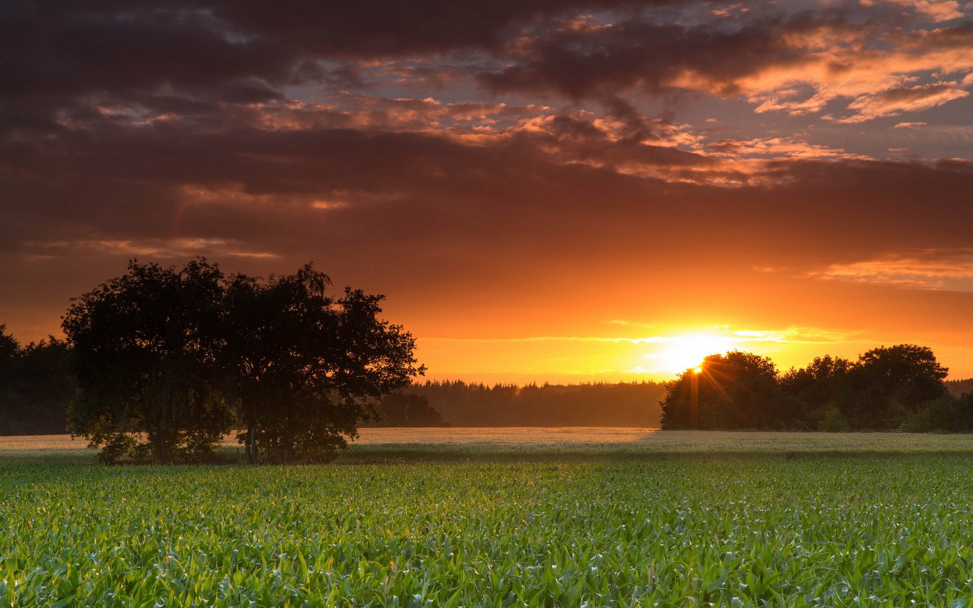 tramonto campo albero paesaggio