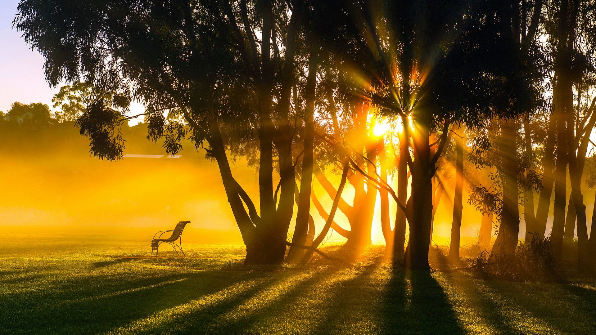 mattina estate alberi luce paesaggio