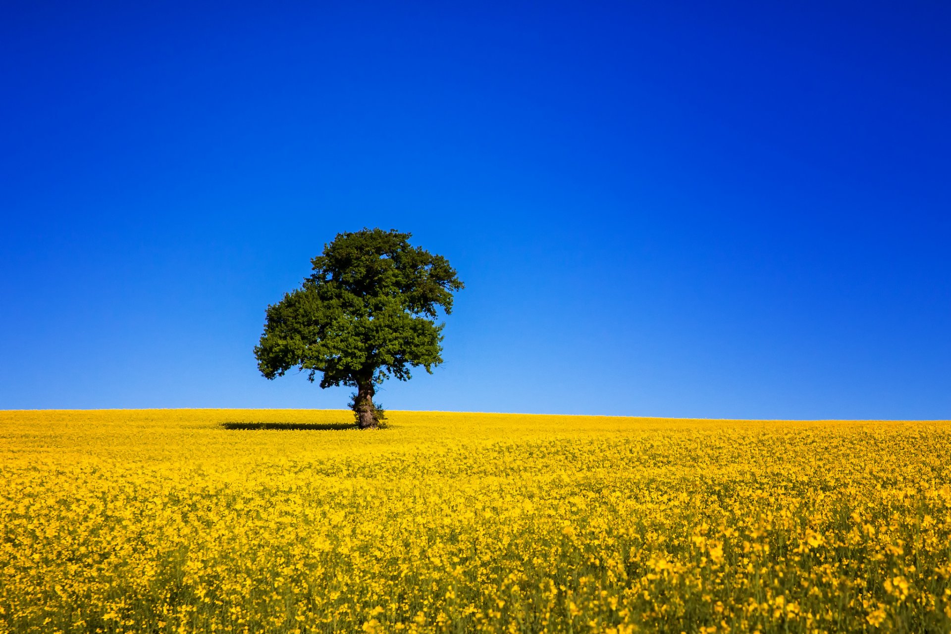 champ colza arbre ciel bleu