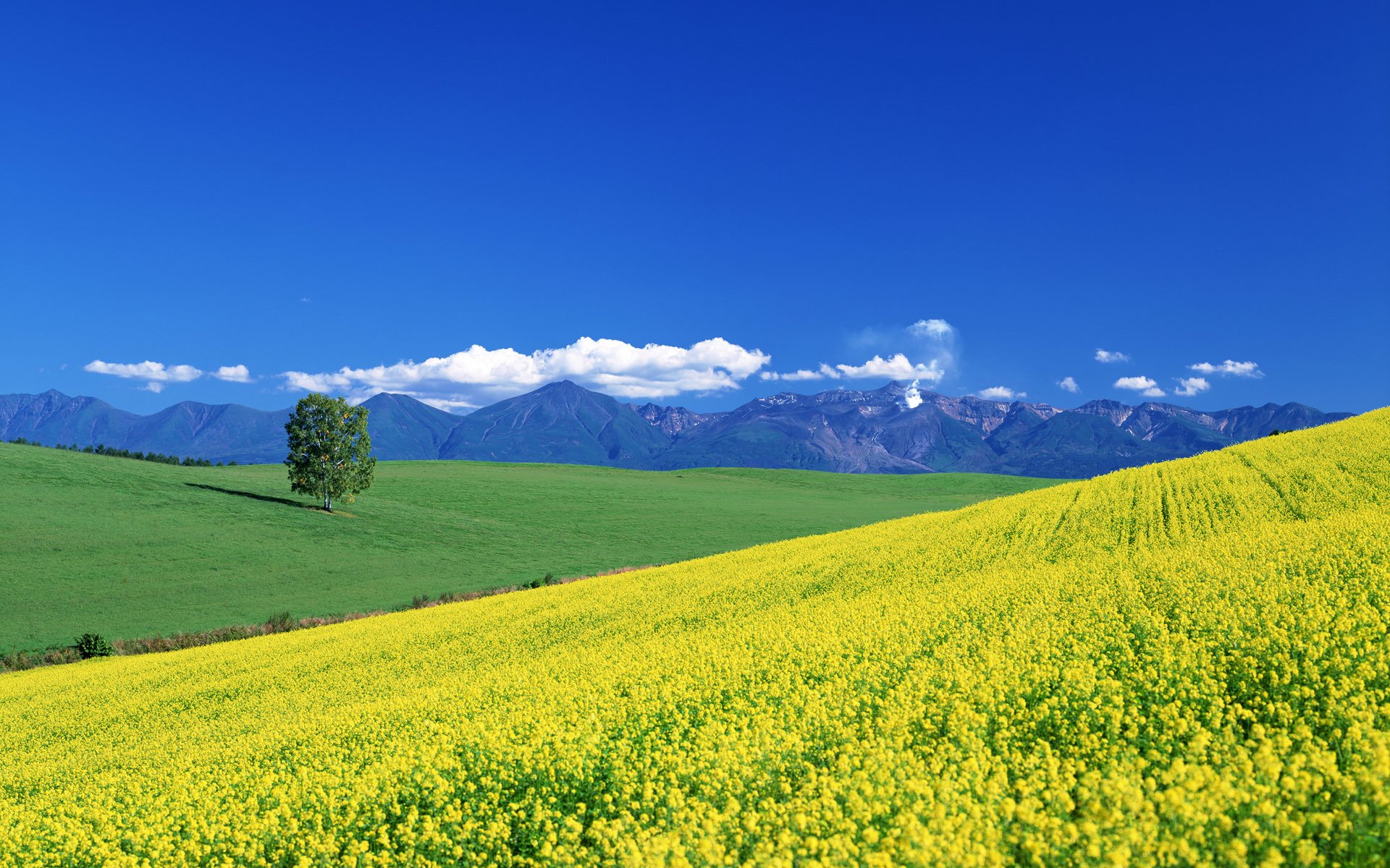 tal wiese berge wolken sommer baum