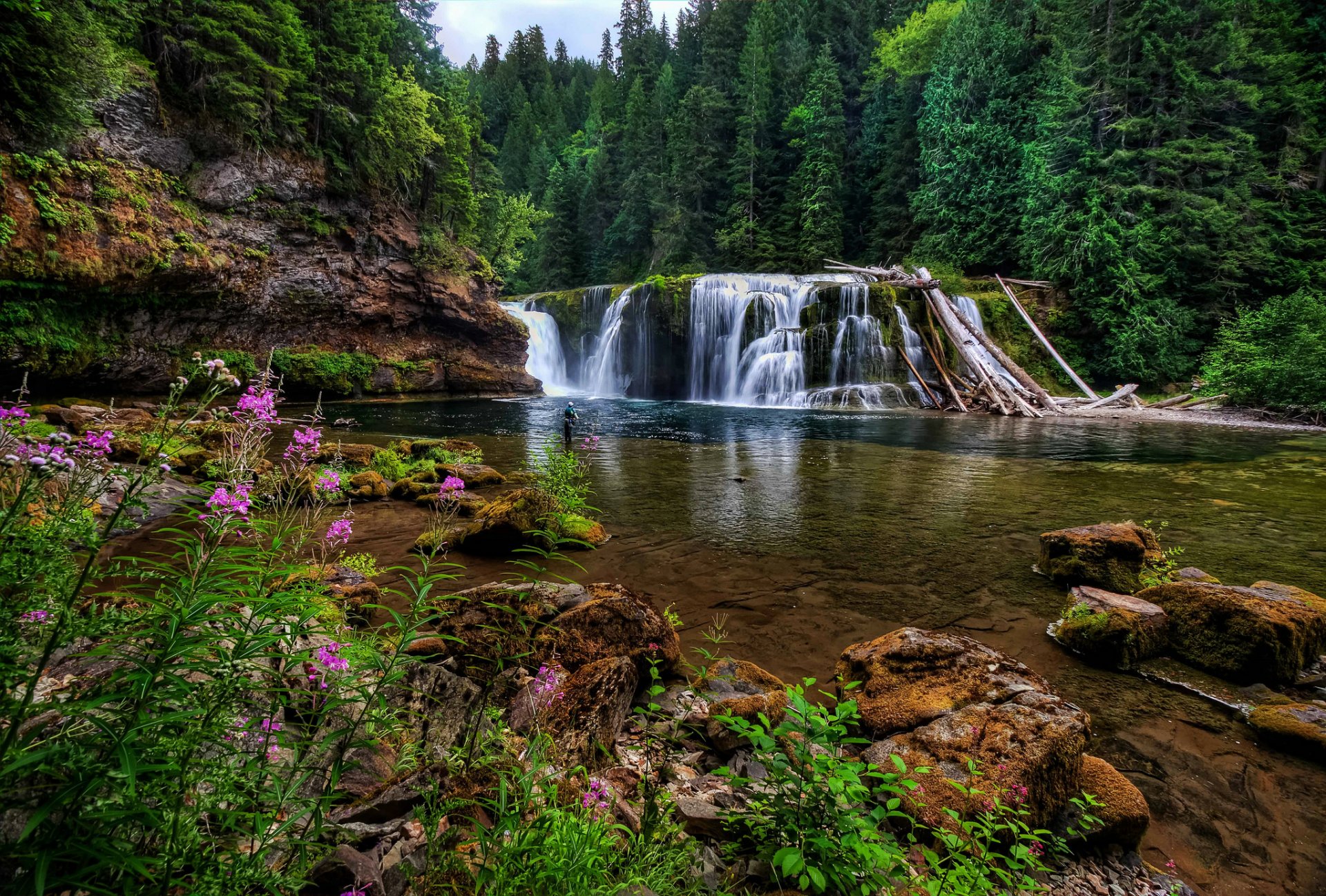 lower river lewis falls rzeka lewis waszyngton stan waszyngton wodospad las kamienie kwiaty