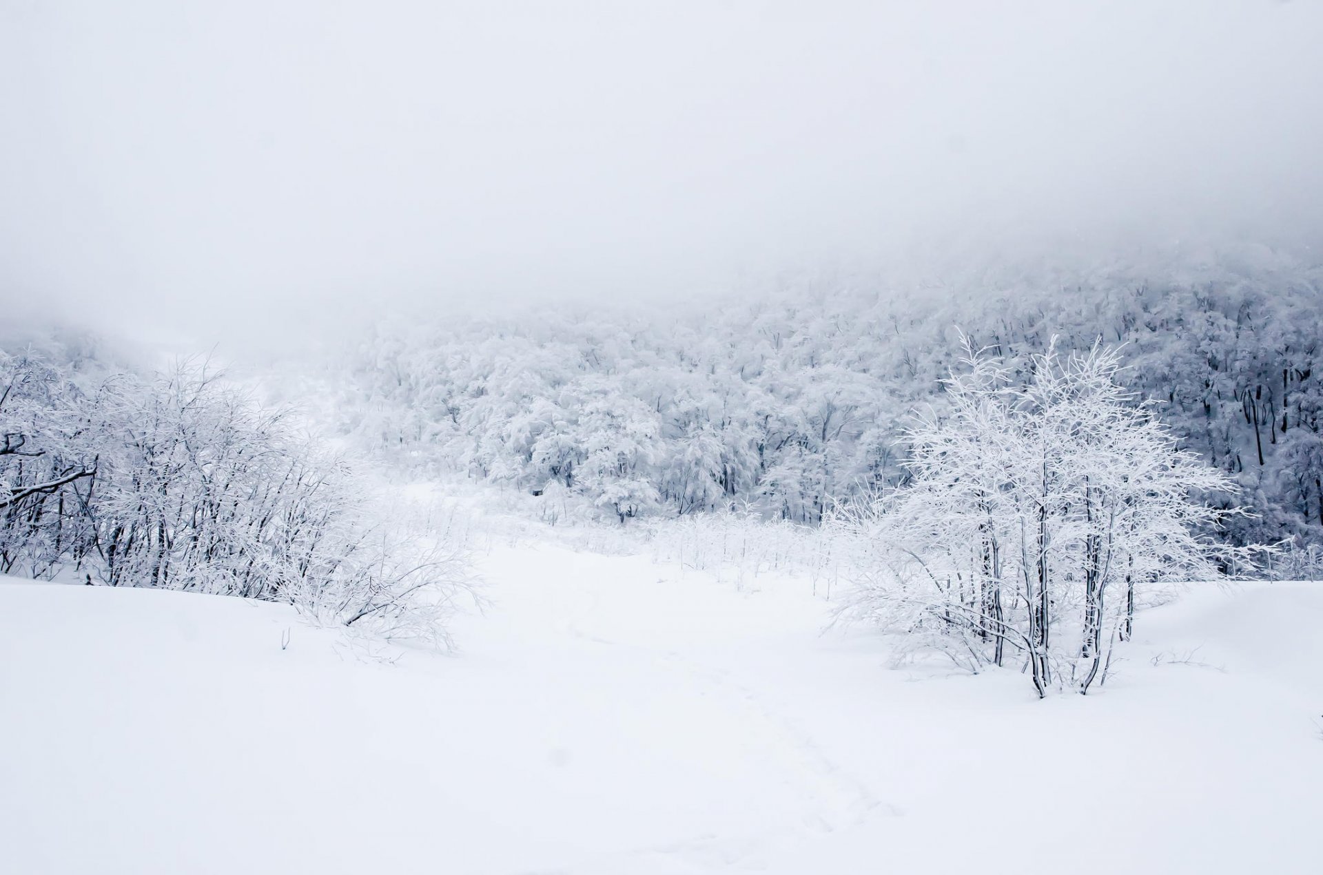 forest winter snow