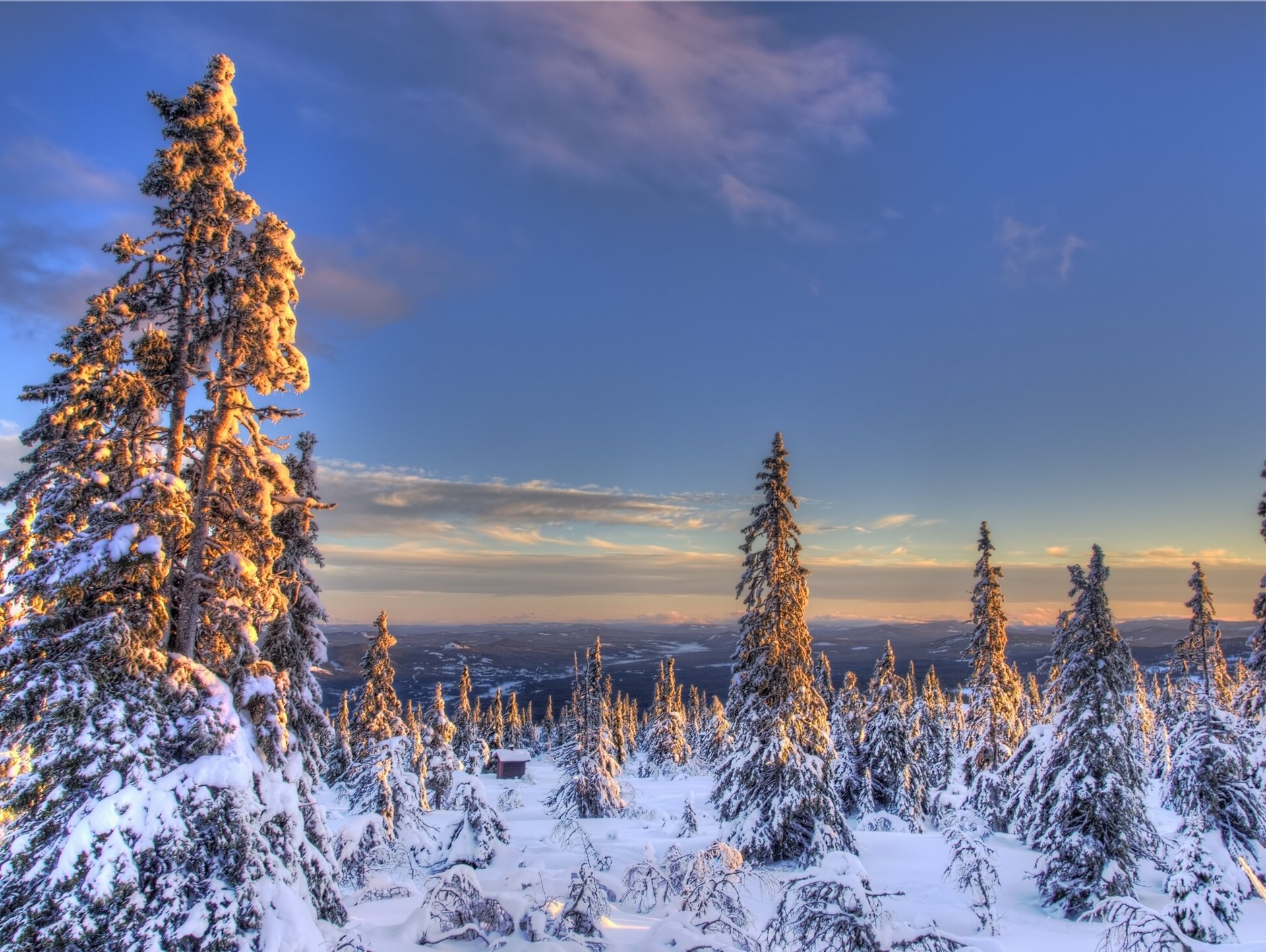 norwegia zima świerk śnieg