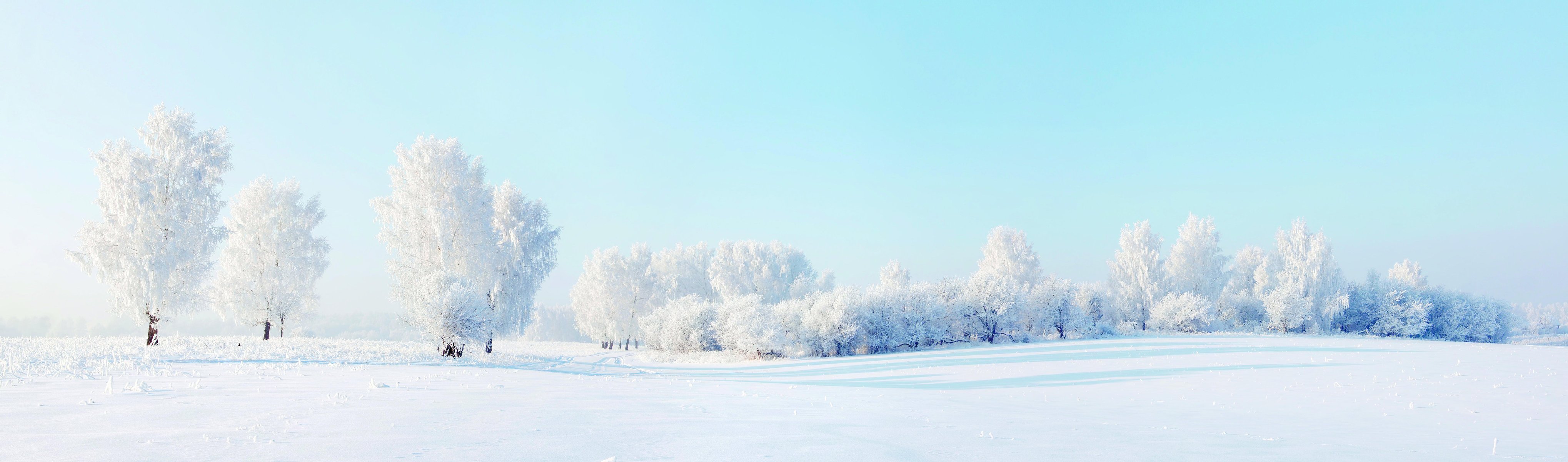 forêt hiver neige