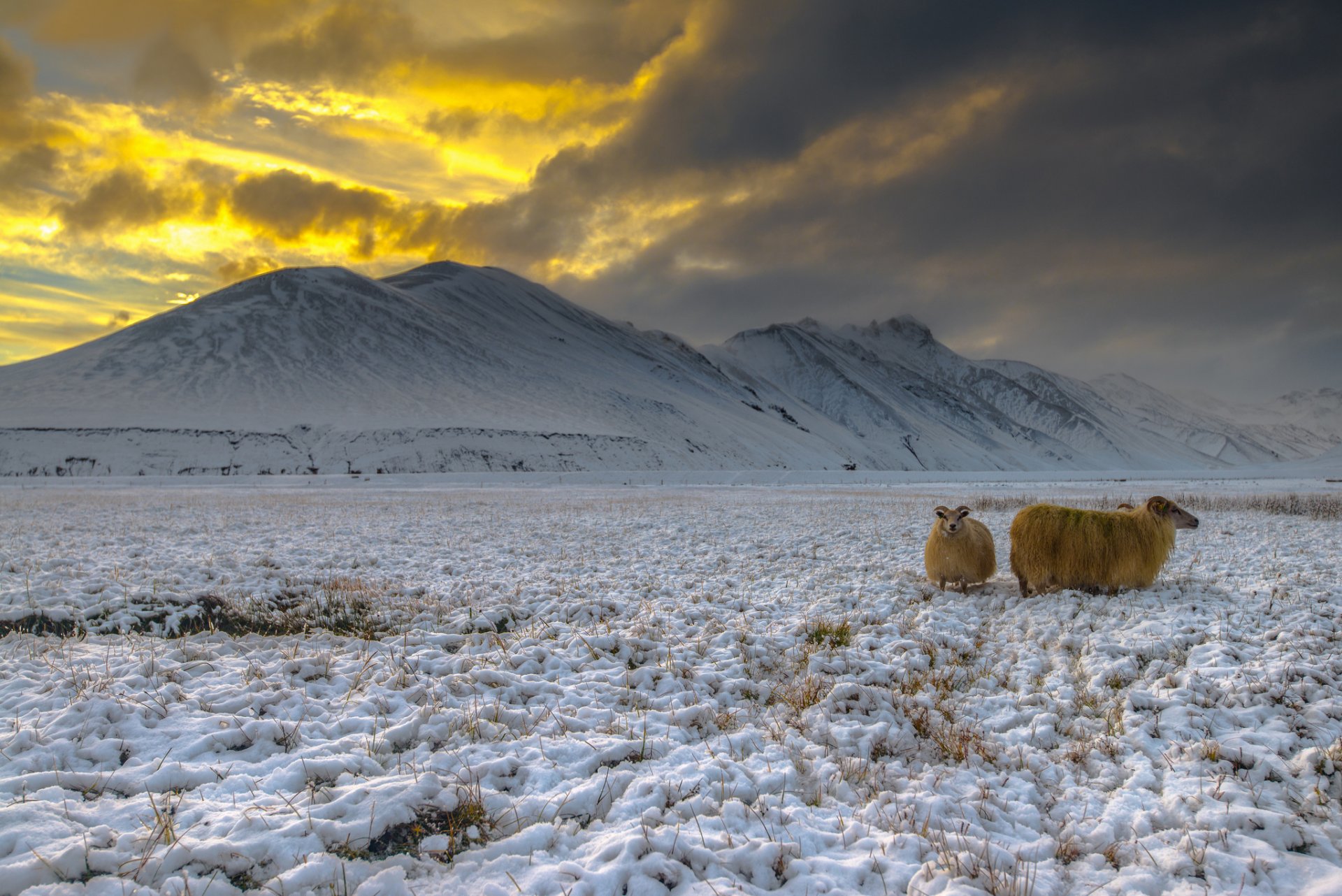 islanda altopiani landmannaleigar neve capre