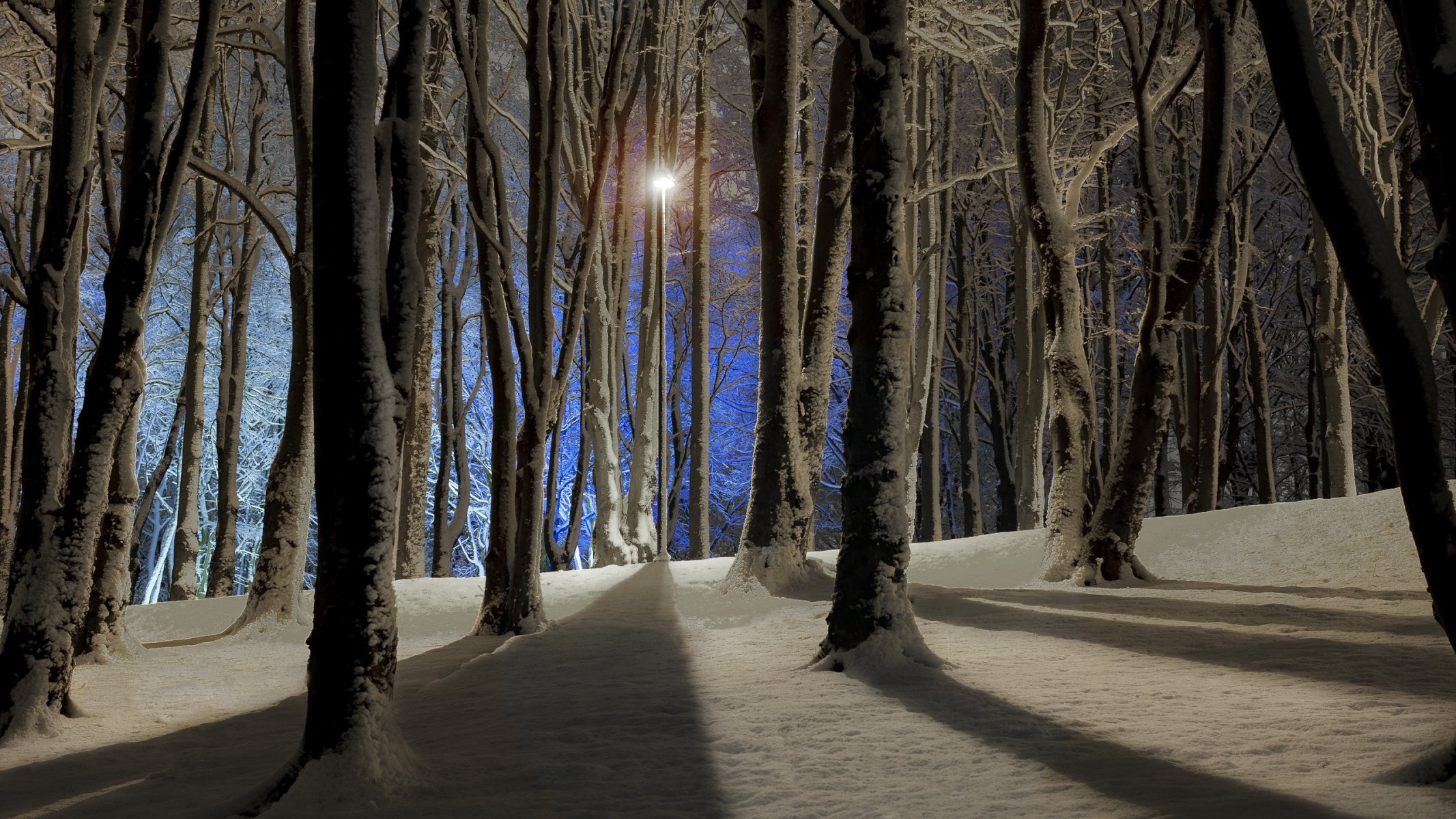 árboles invierno noche