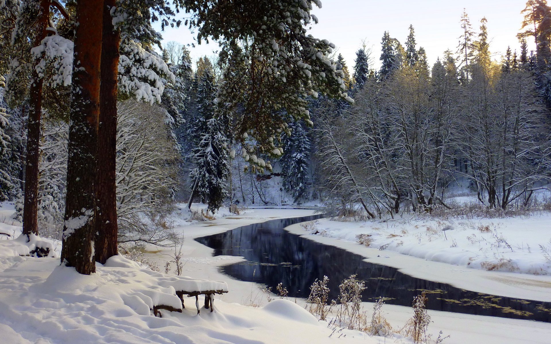 río bosque invierno