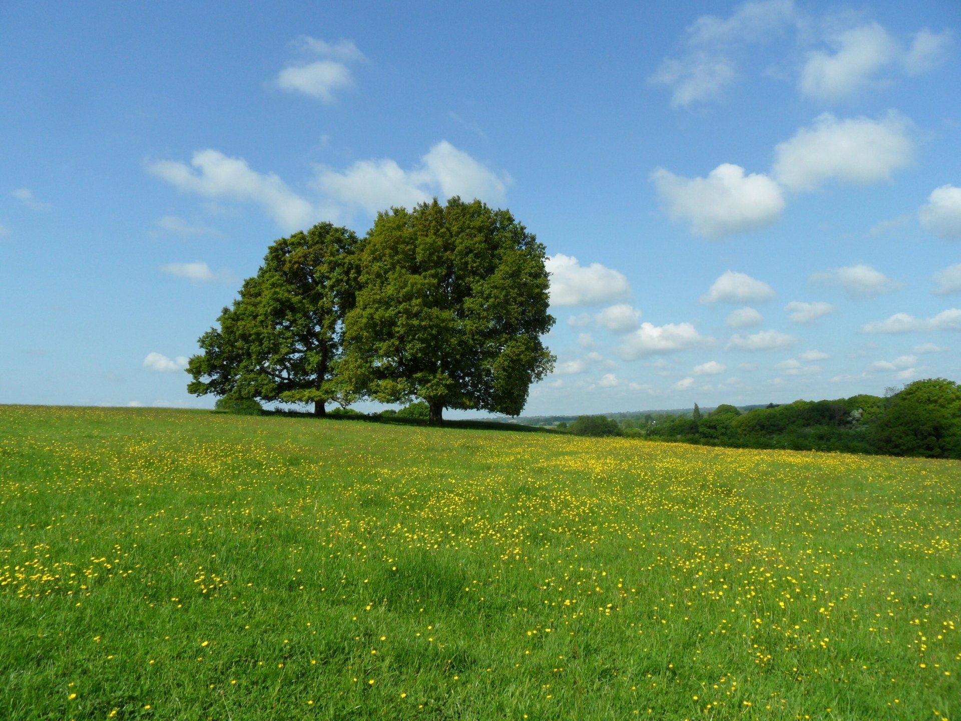 pré arbres fleurs nuages