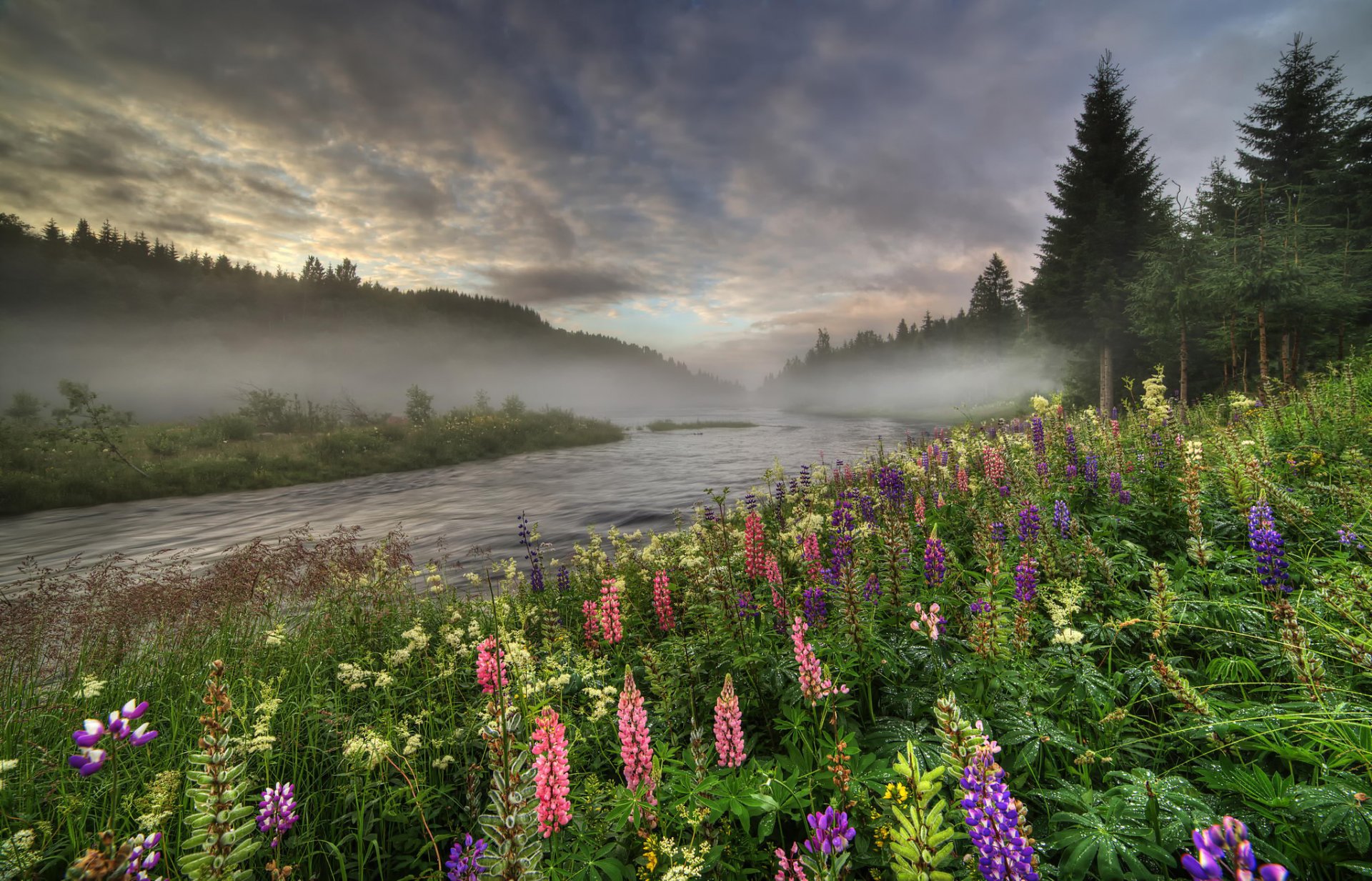 norvège forêt rivière arbres brouillard lupin fleurs été