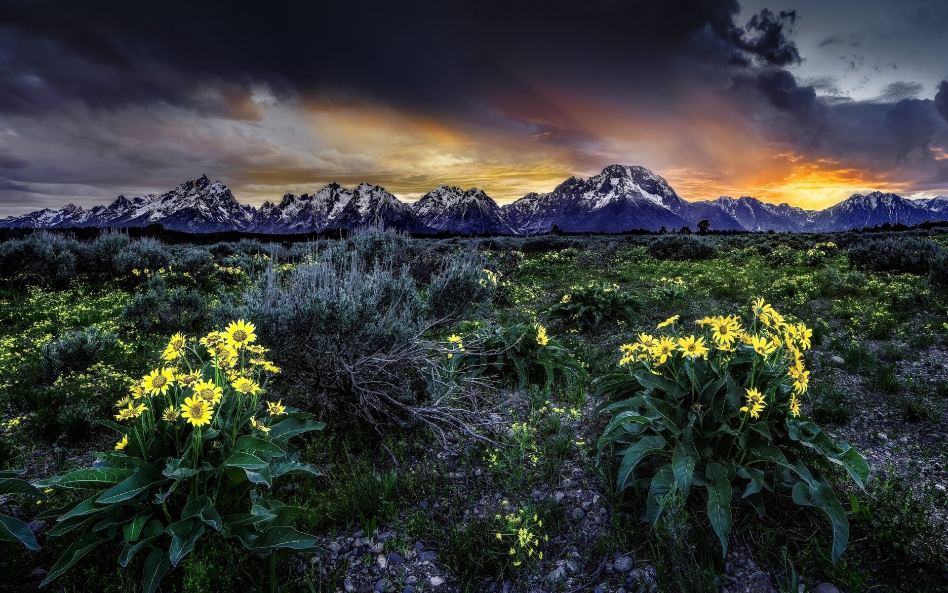 montagne rocciose grand teton national park wyoming grand teton prato fiori balsamorisa alba alba