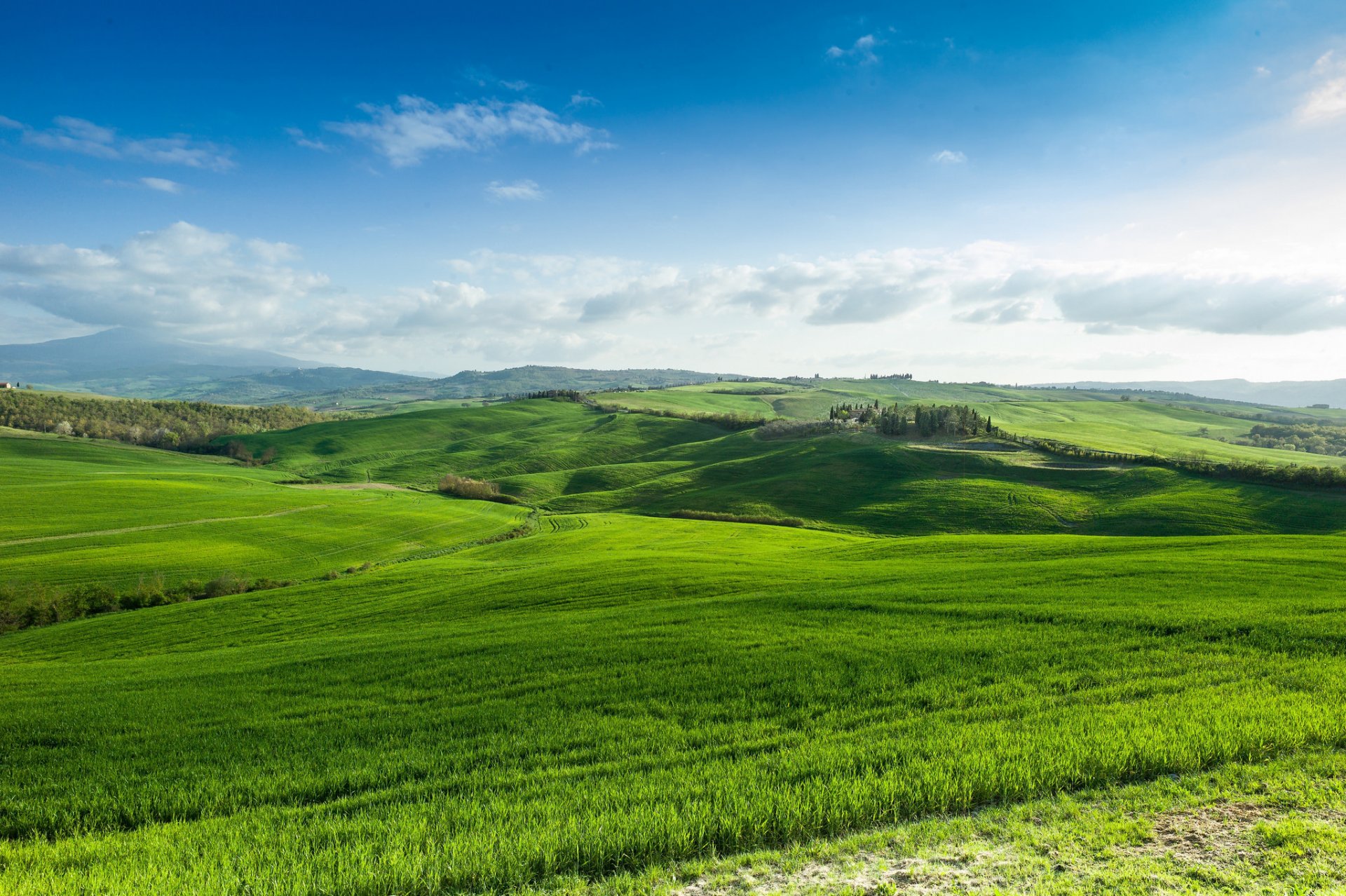 campo erba spazio vista foresta natura