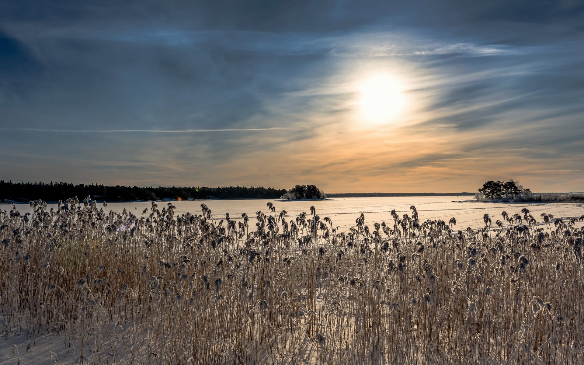 morning winter lake reed