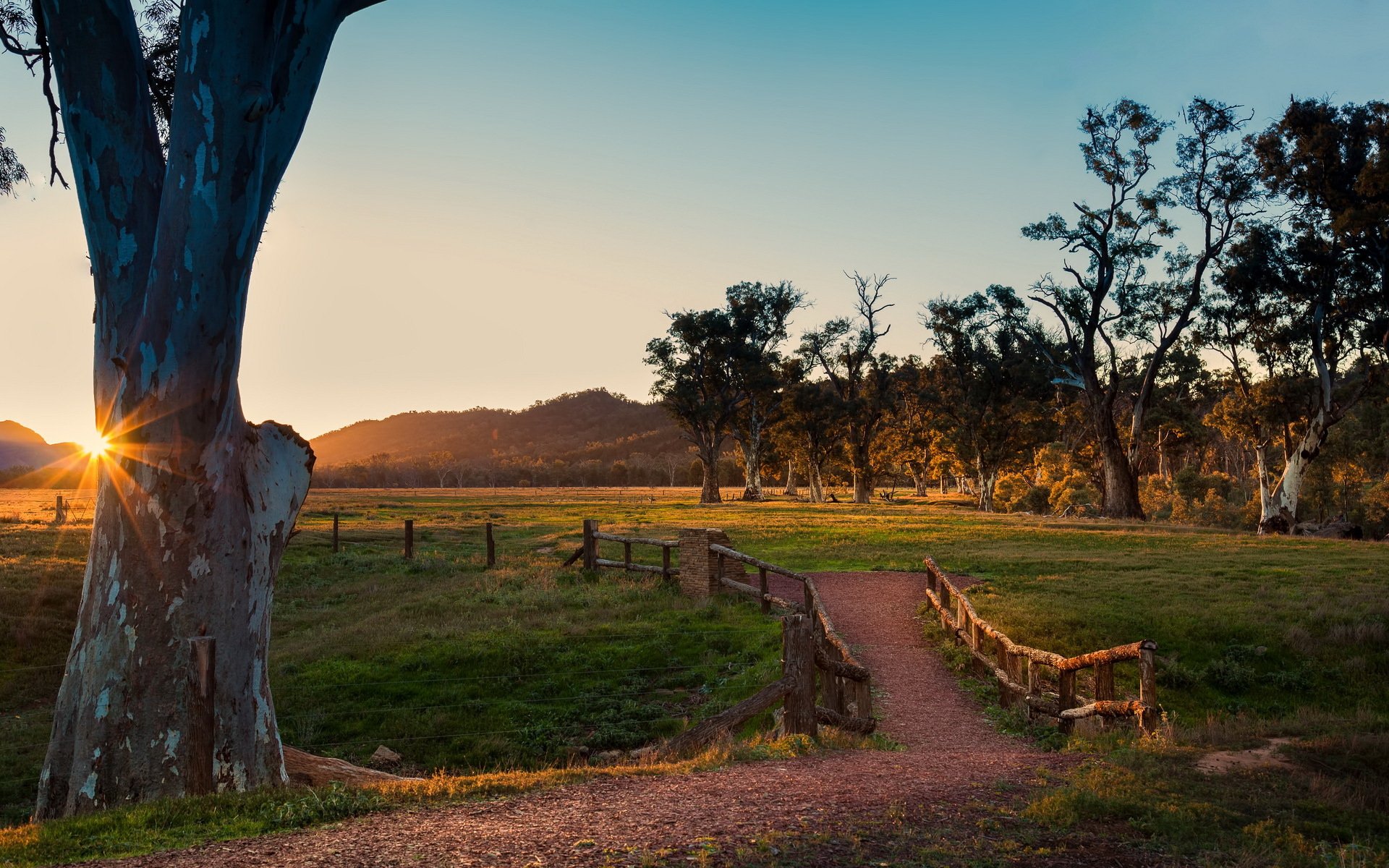 árbol camino paisaje