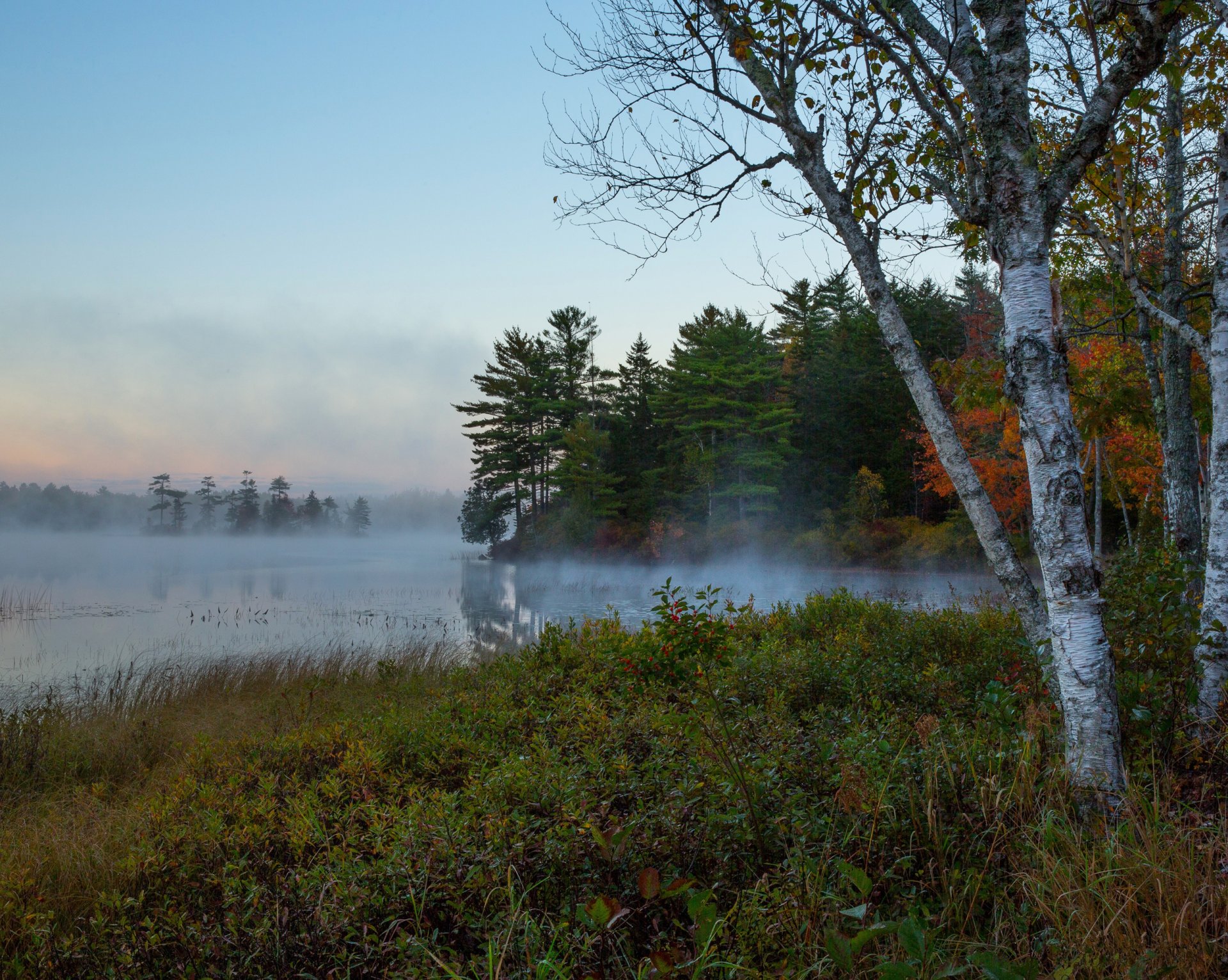 natura nebbia mattina fiume foresta betulla alberi autunno cielo