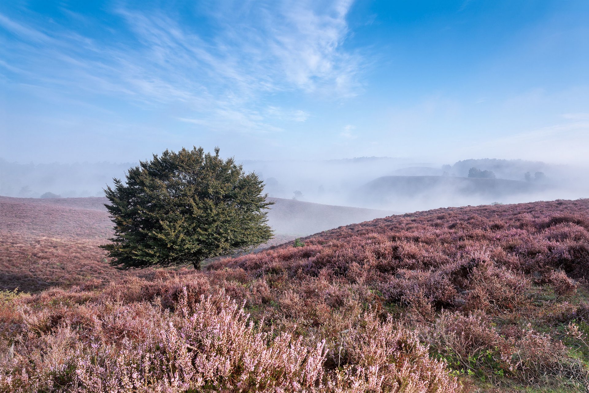 hills grass tree fog summer