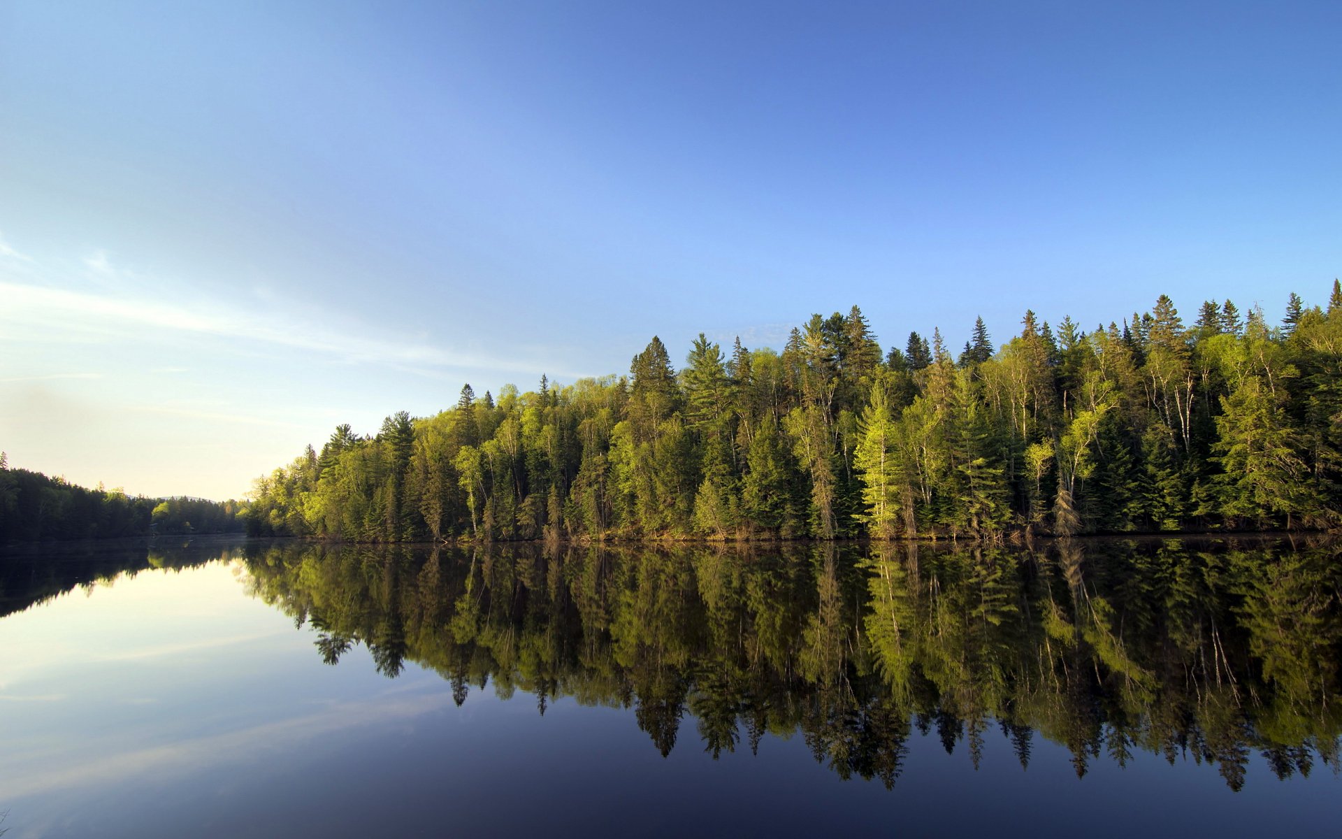 rivière forêt nature paysage