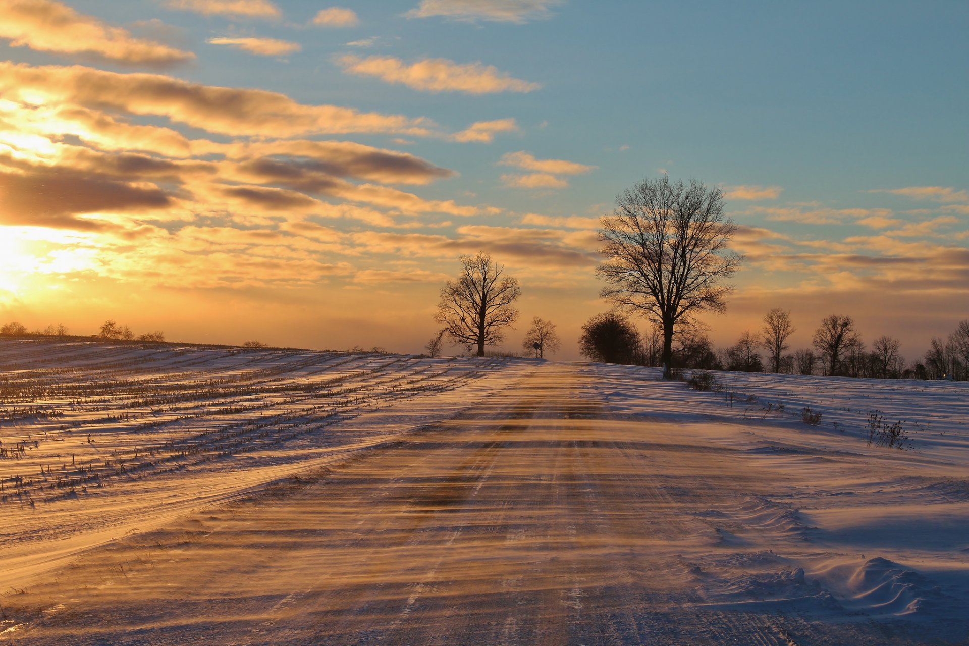 winter snow road tree drifting cool frost