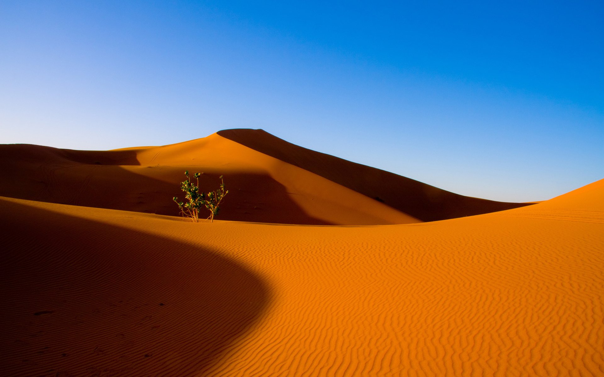 deserto sabbia barkhany cespuglio cielo