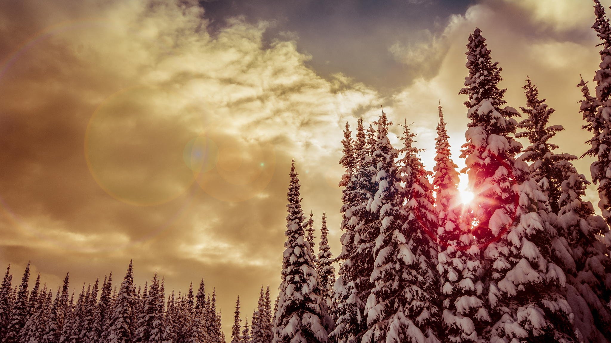 invierno nieve bosque árboles de navidad árboles sol puesta de sol rojo nubes