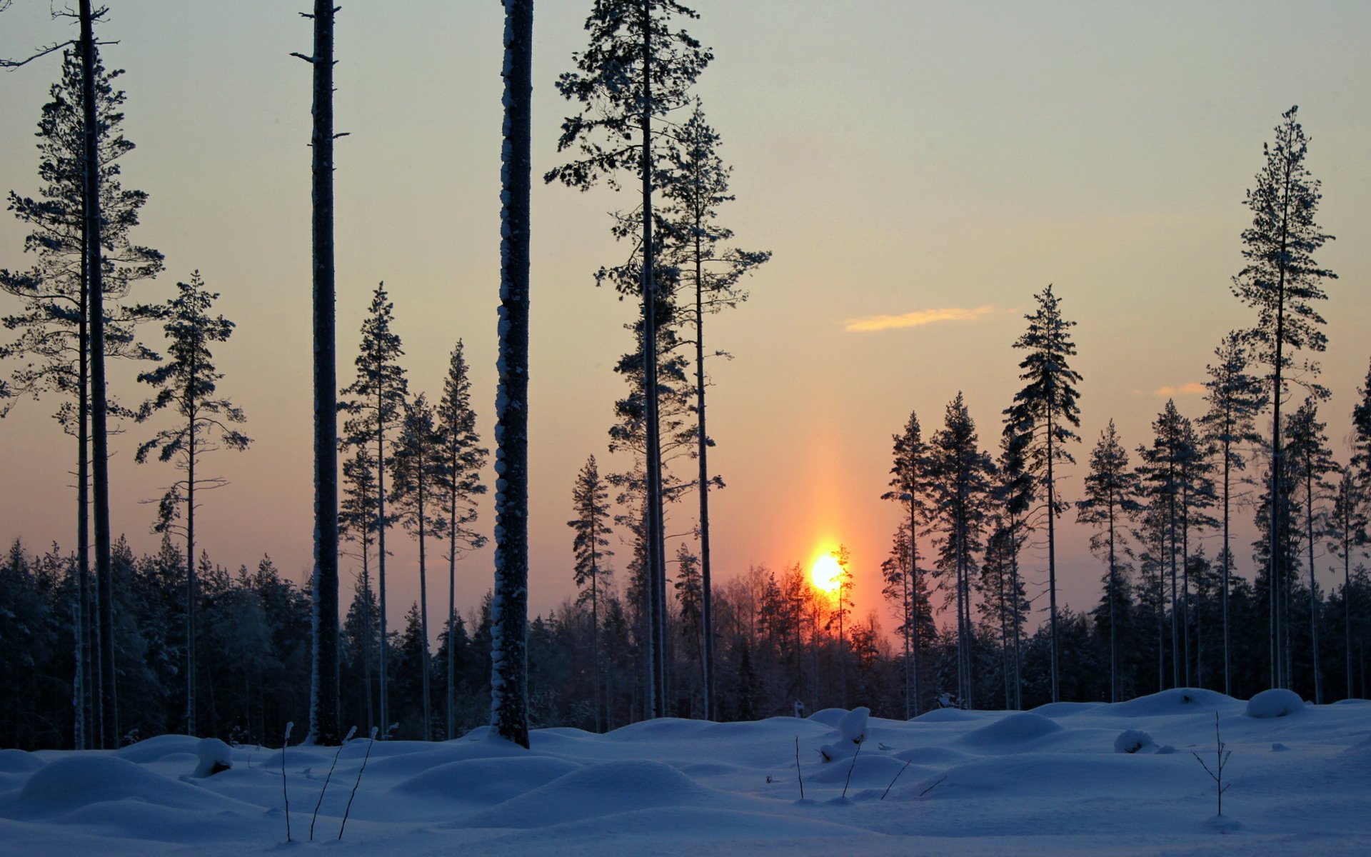 inverno neve foresta alberi sera tramonto