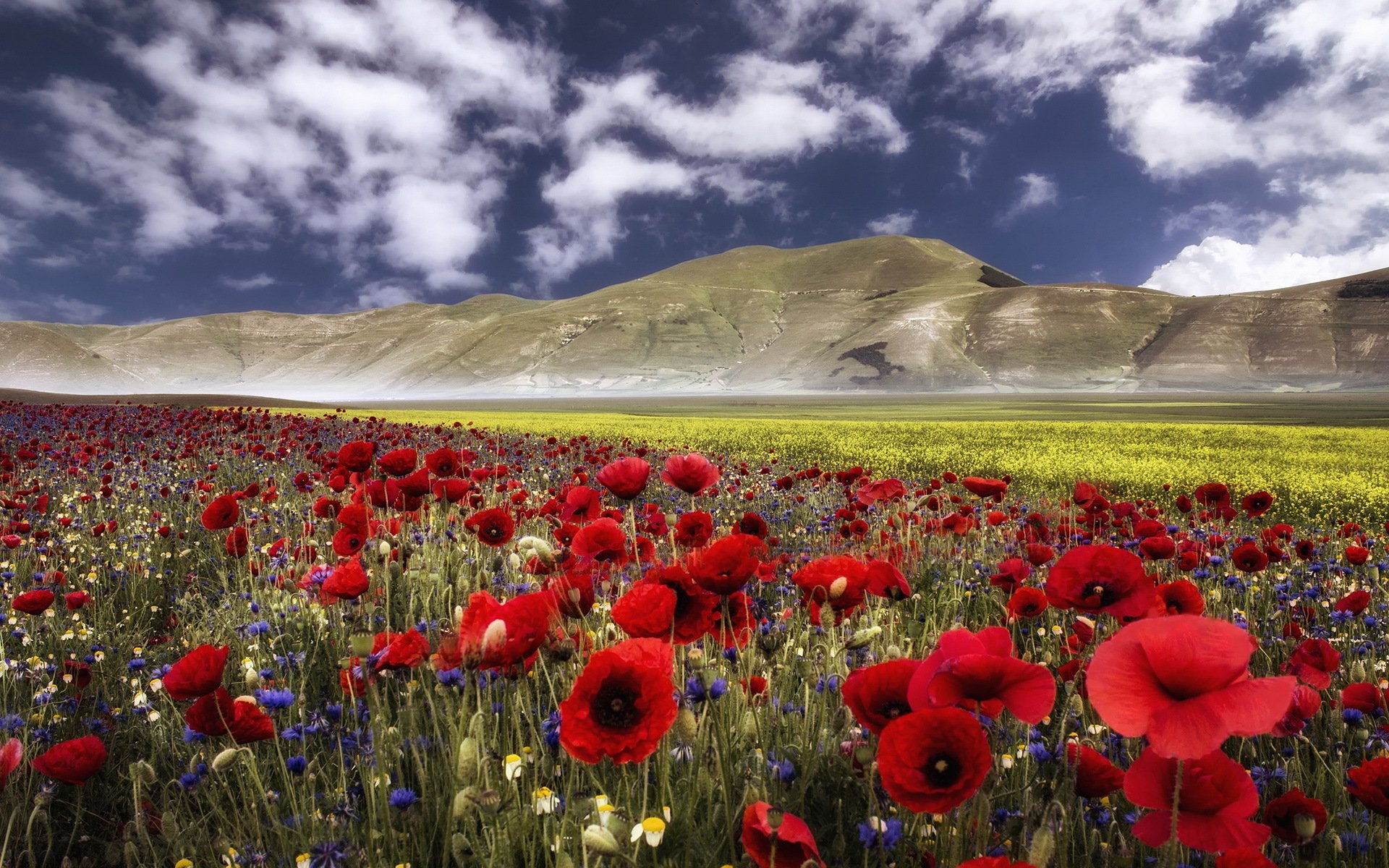 montañas amapolas paisaje