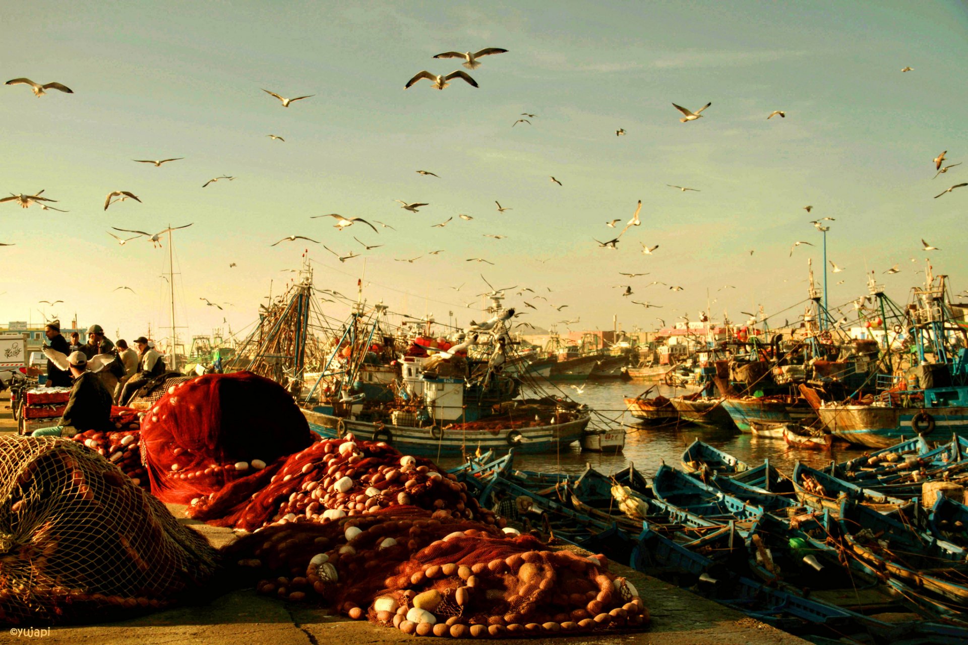 morocco essaouira the port boat rybatsie network fishermen birds gulls morning