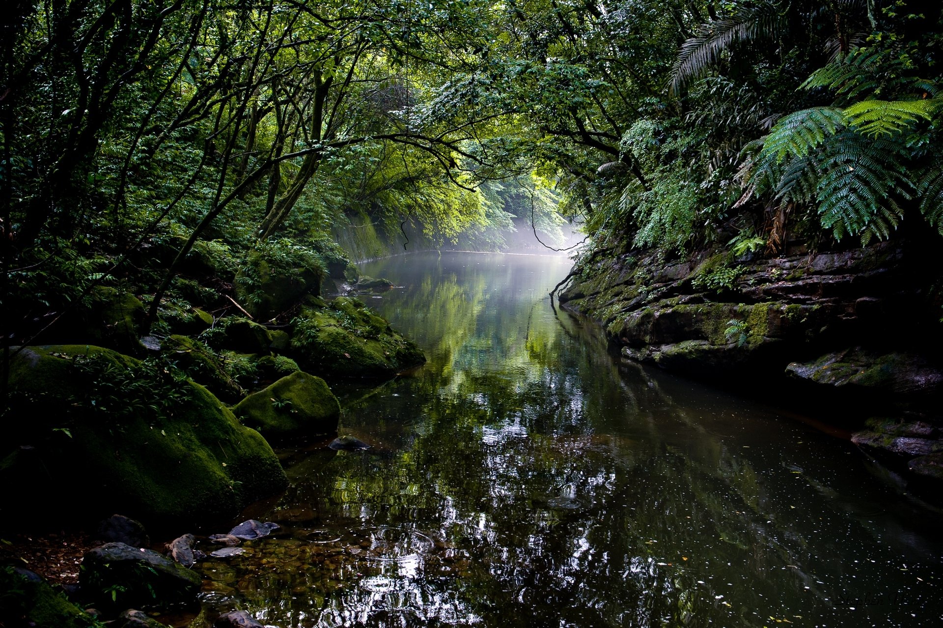 río bosque selva