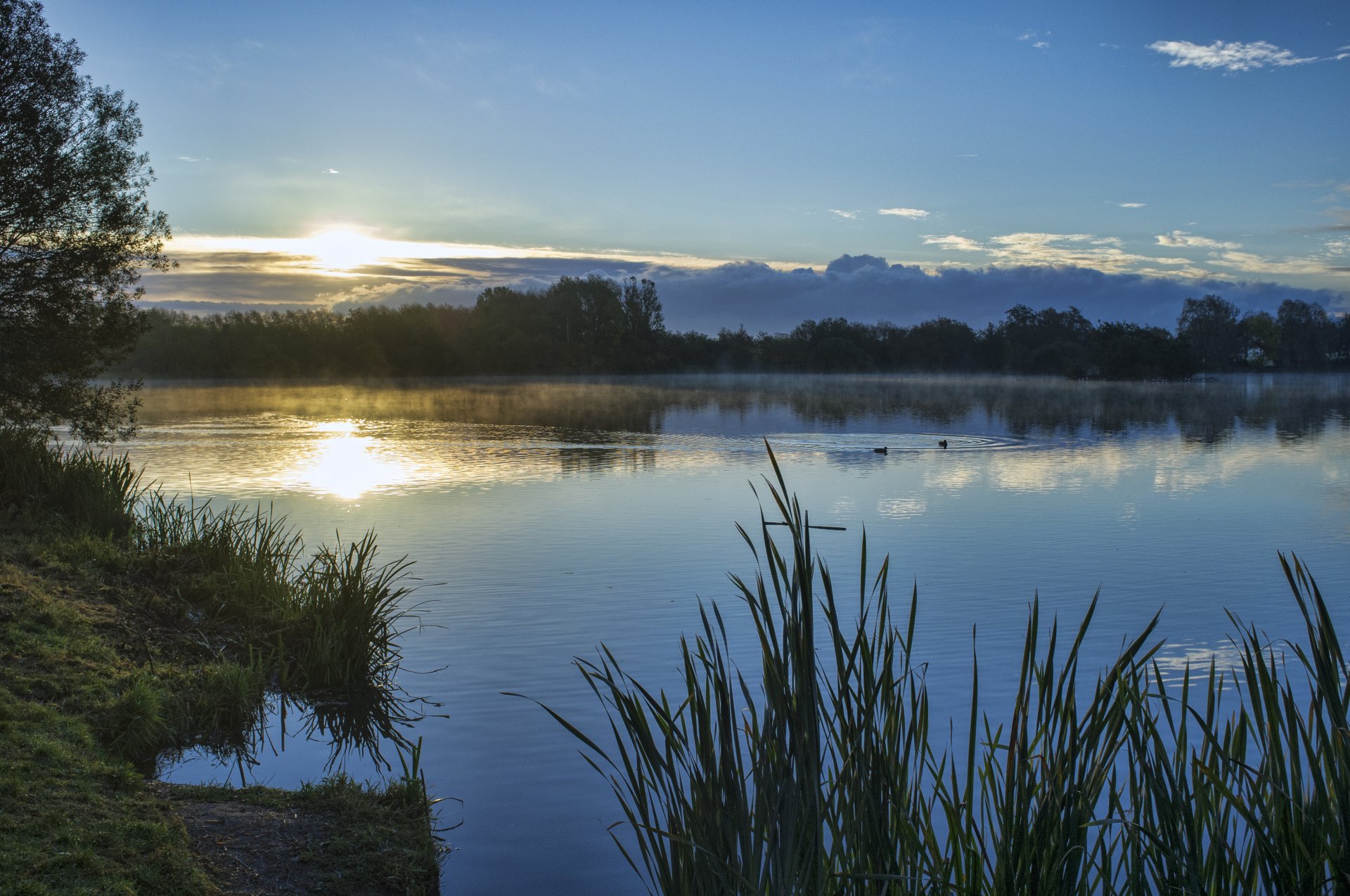 lac canards côte herbe arbres ciel soleil coucher de soleil nuages